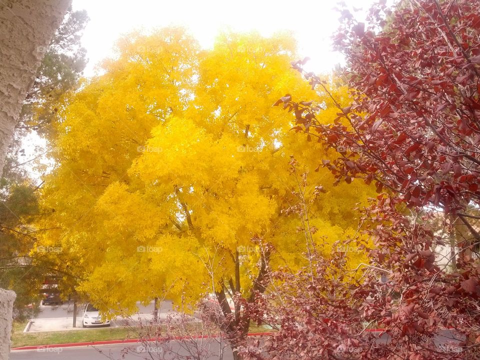 Beautiful trees