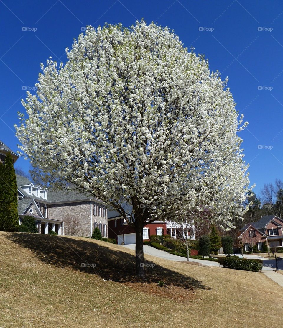 White tree