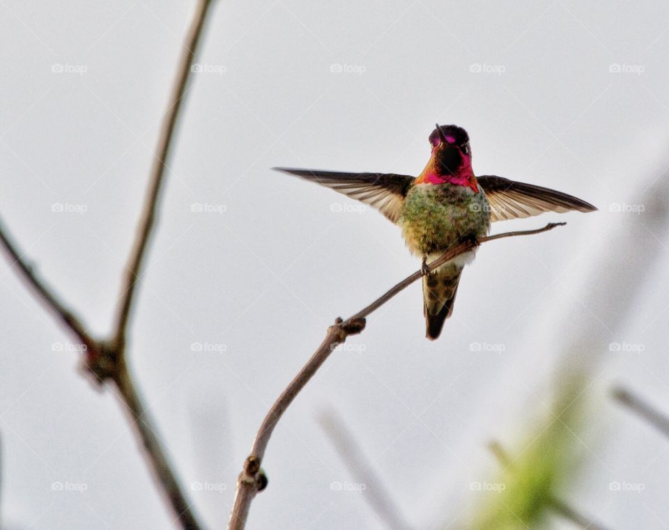 Hummingbird