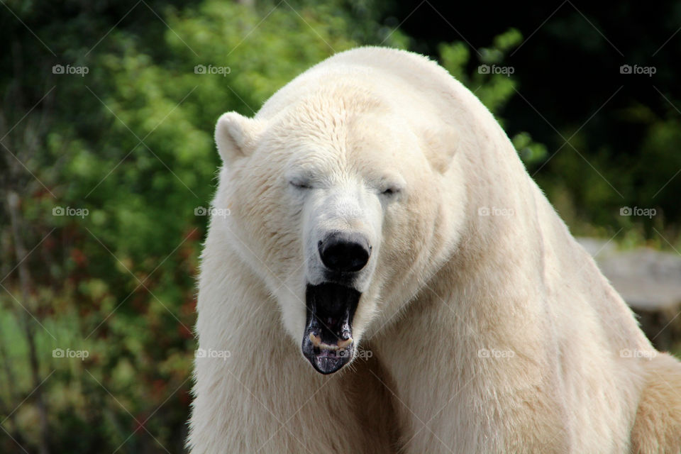 white mammals bears animlas by stef79