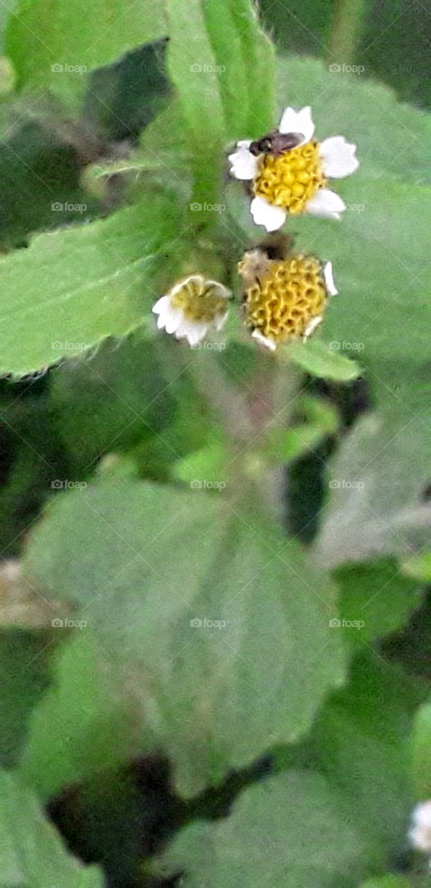 wild white flower and a fly