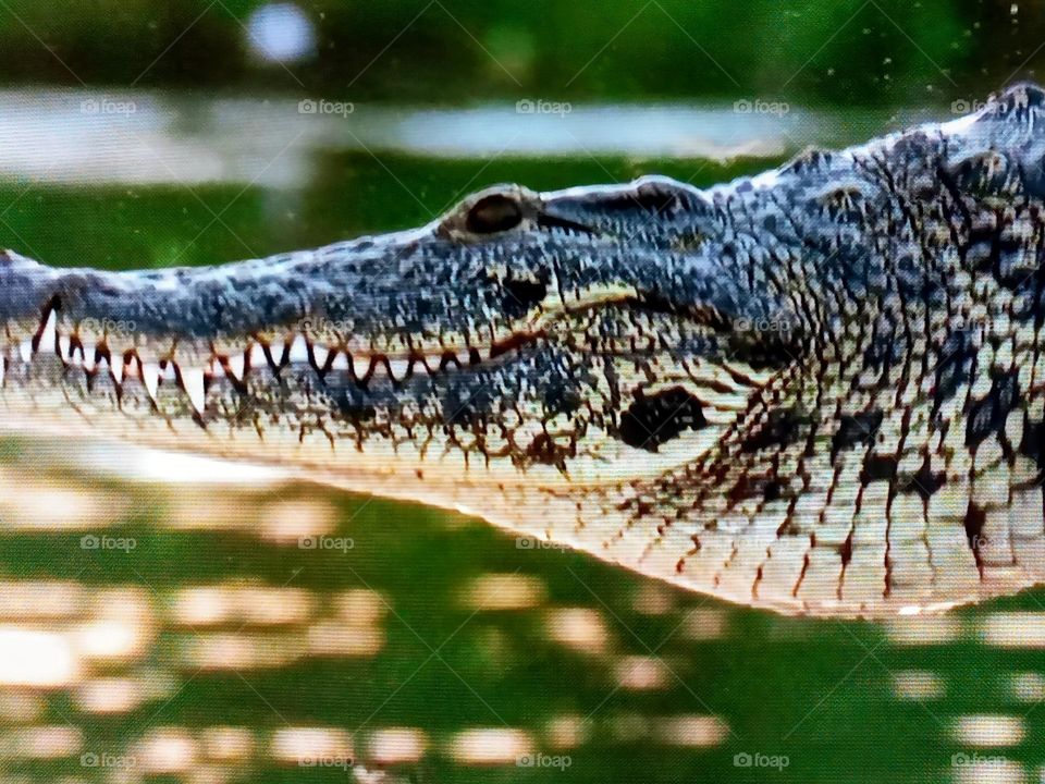crocodile photography 🐊