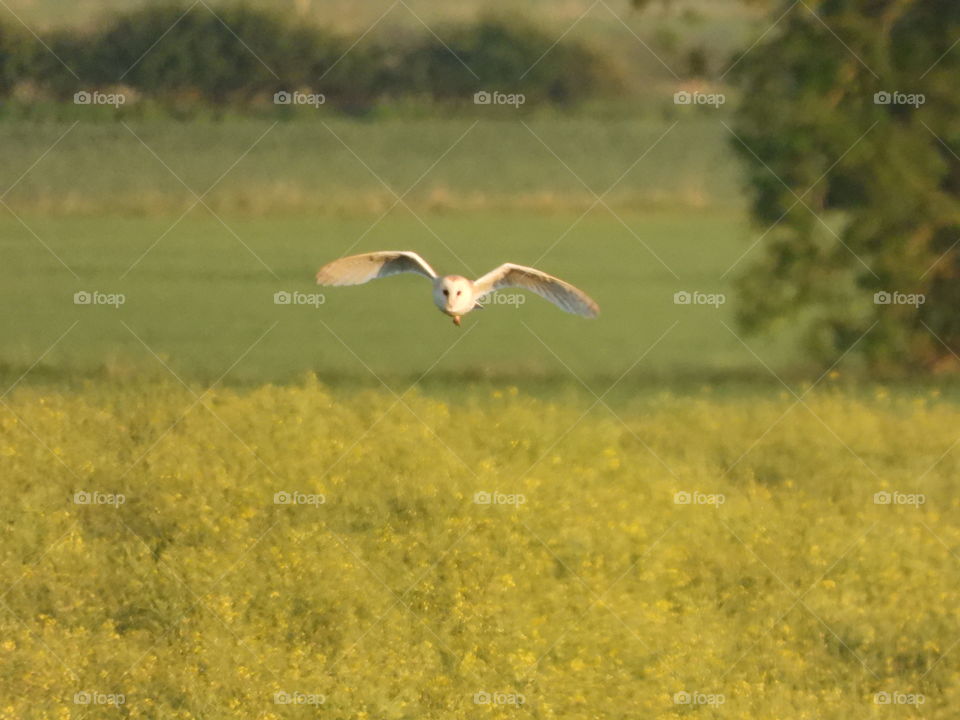 A owl hunting in a field 