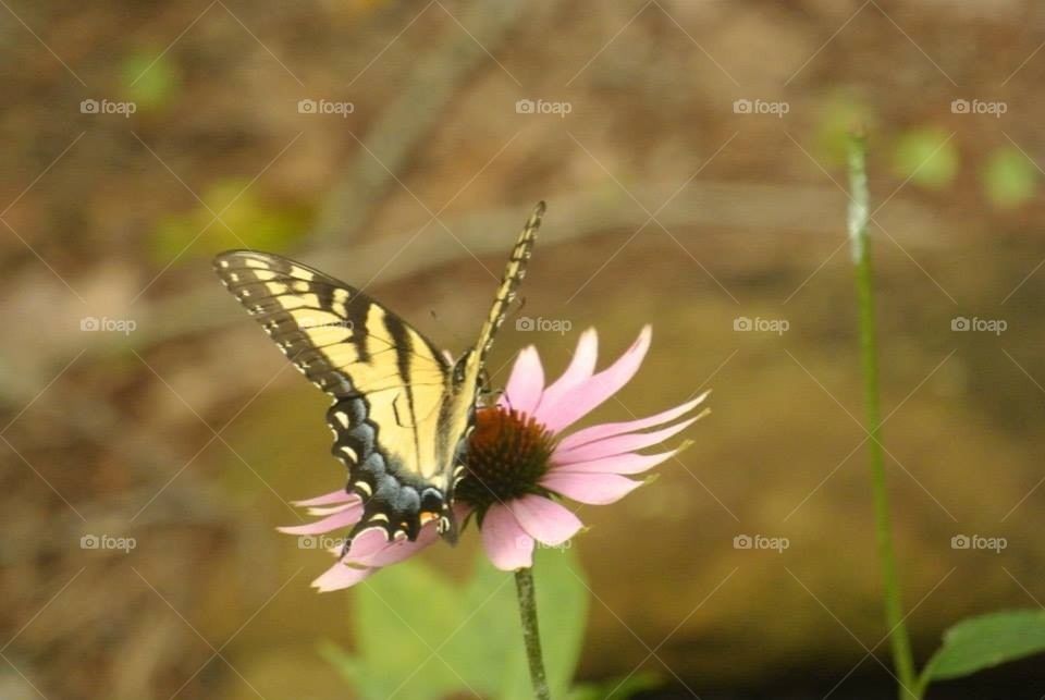 Butterfly on a Flower