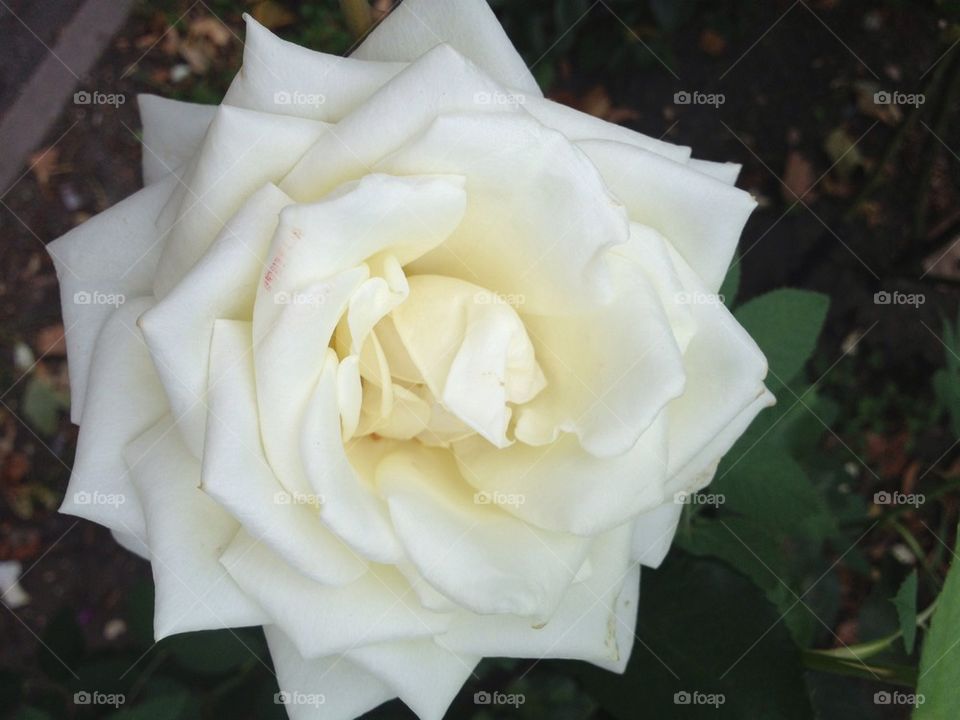 White rose