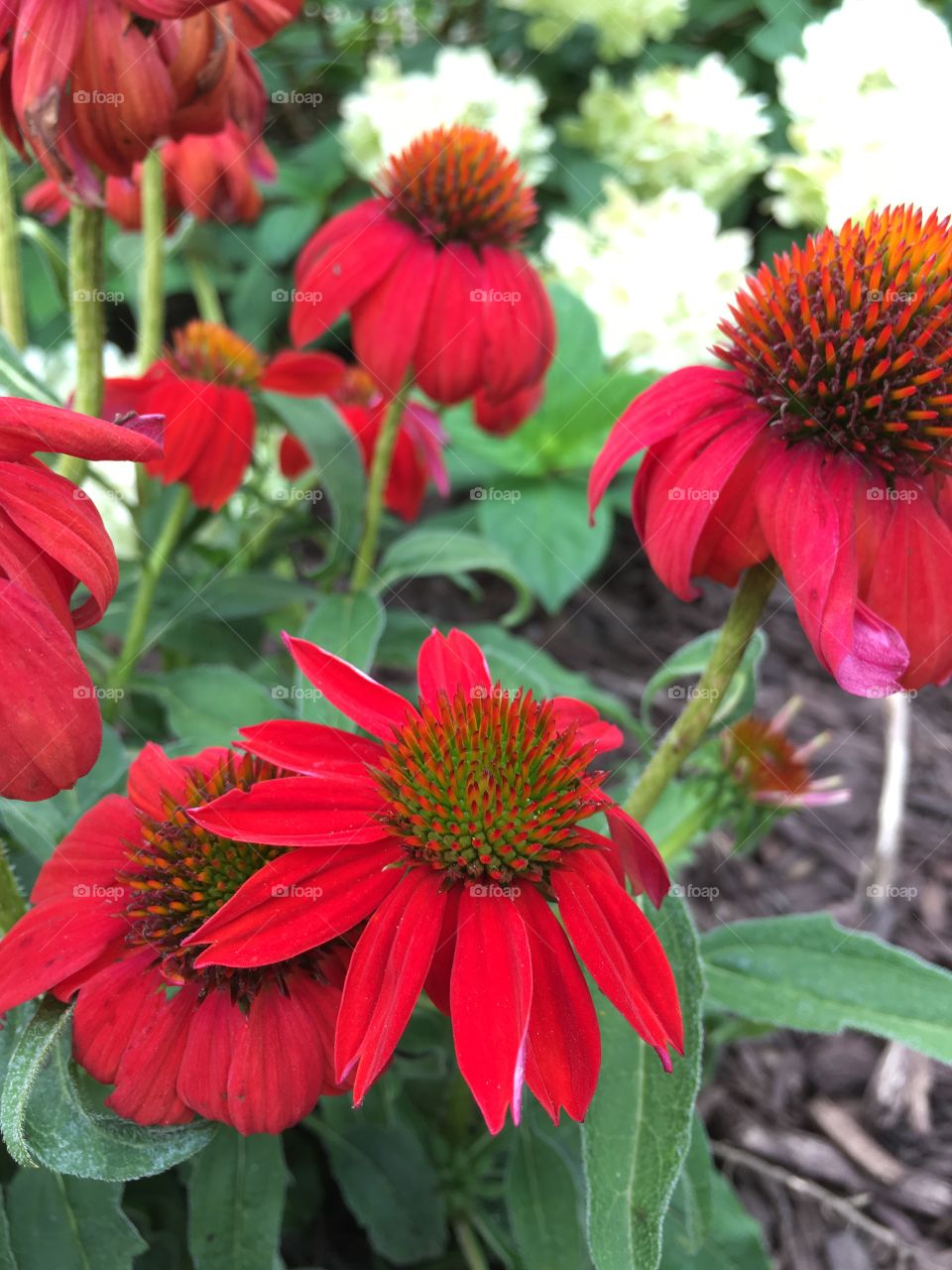 Red cone flowers