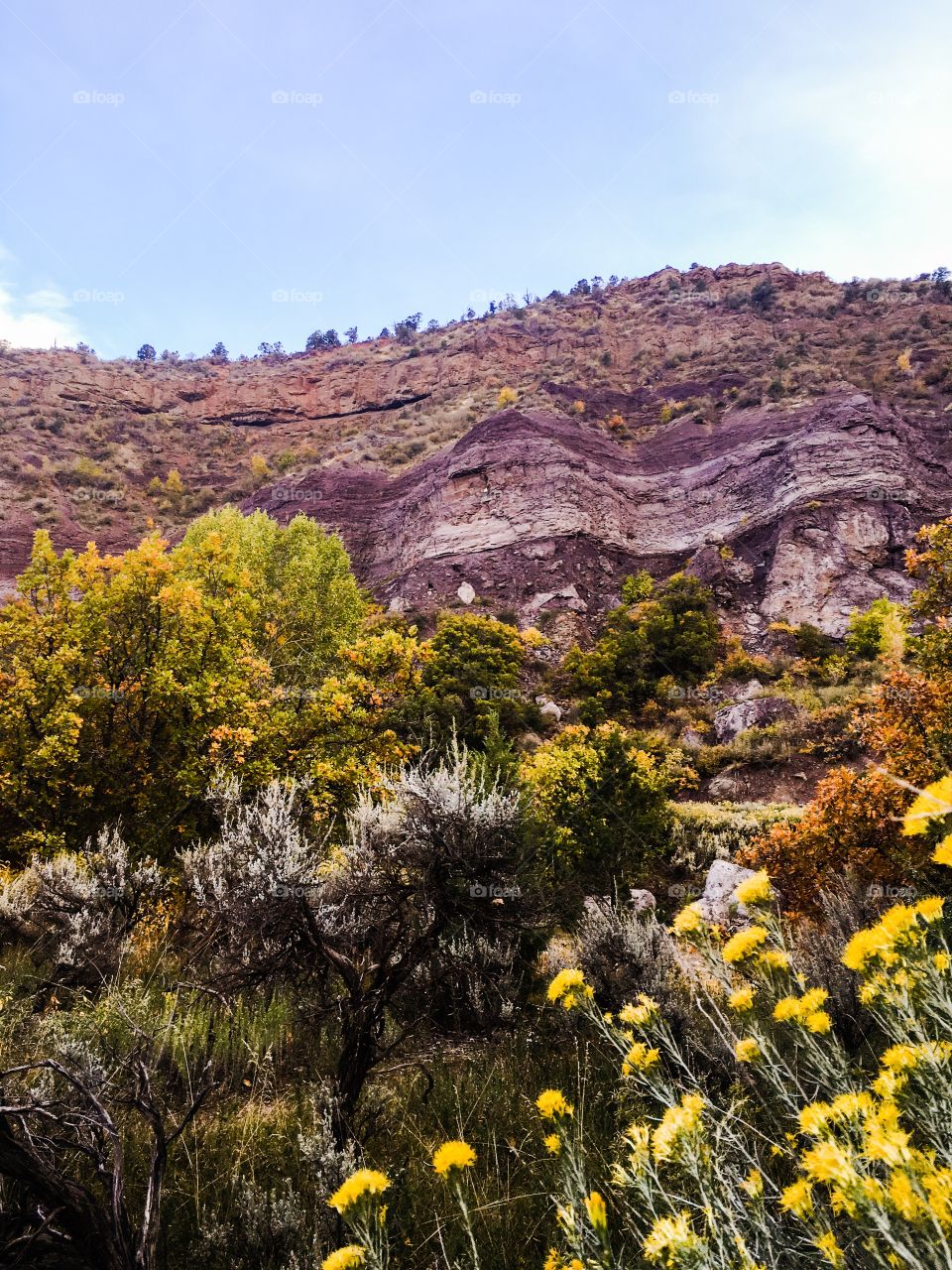 Close-up of plant on mountain