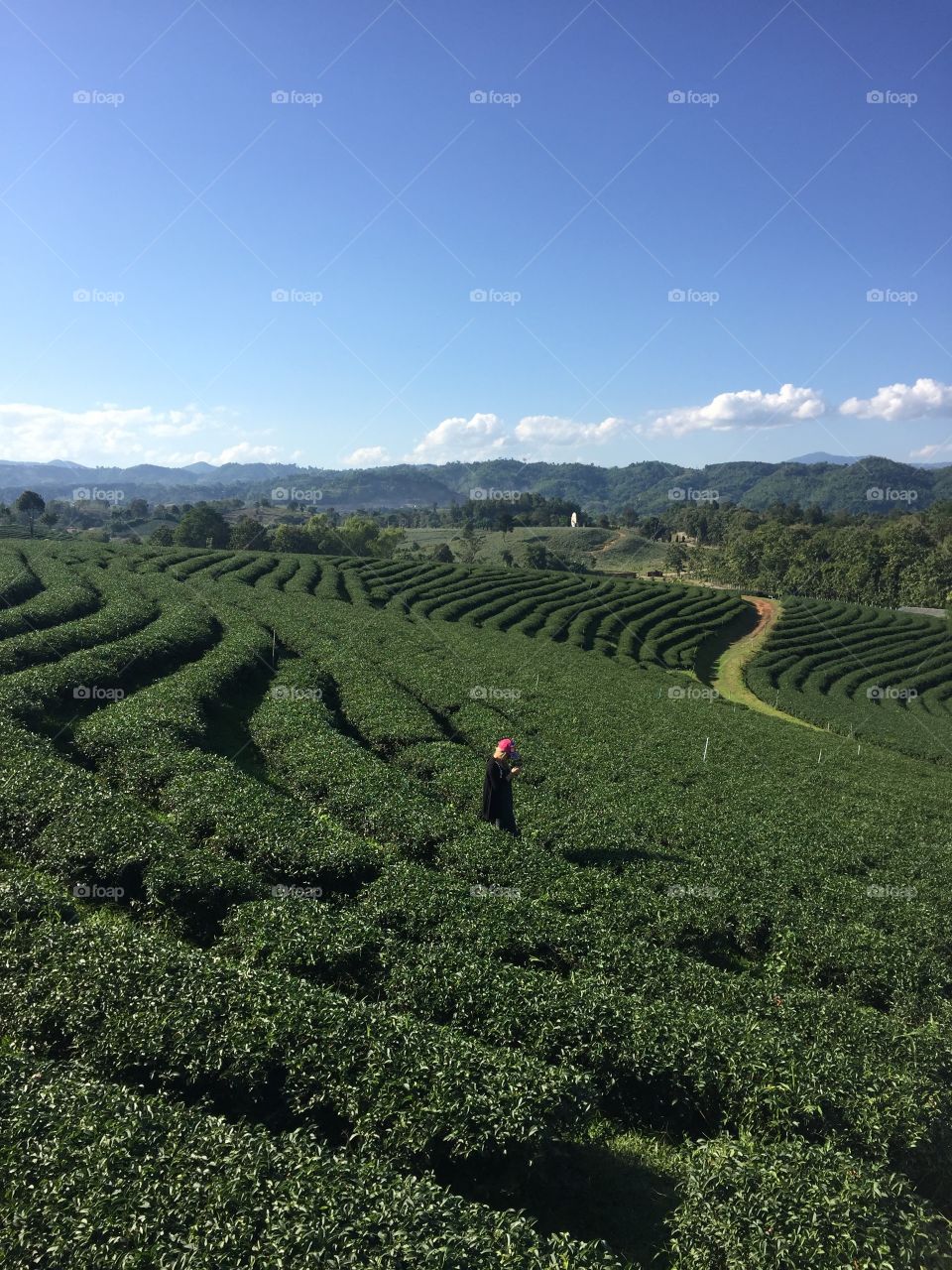 Sunshine Thailand travel tea farm 