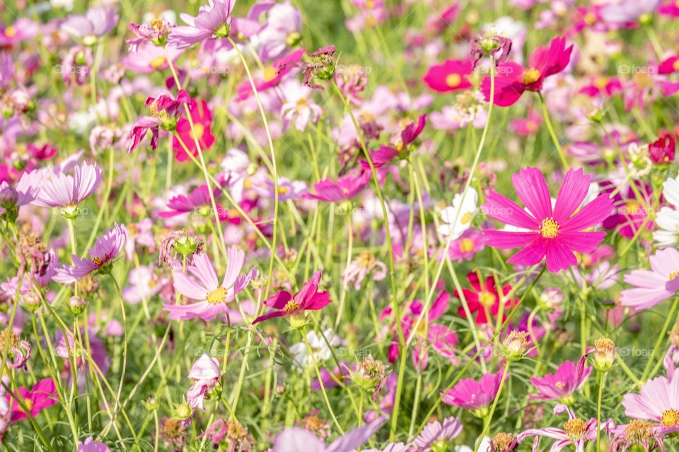 Beautiful colorful flowers field in Thailand