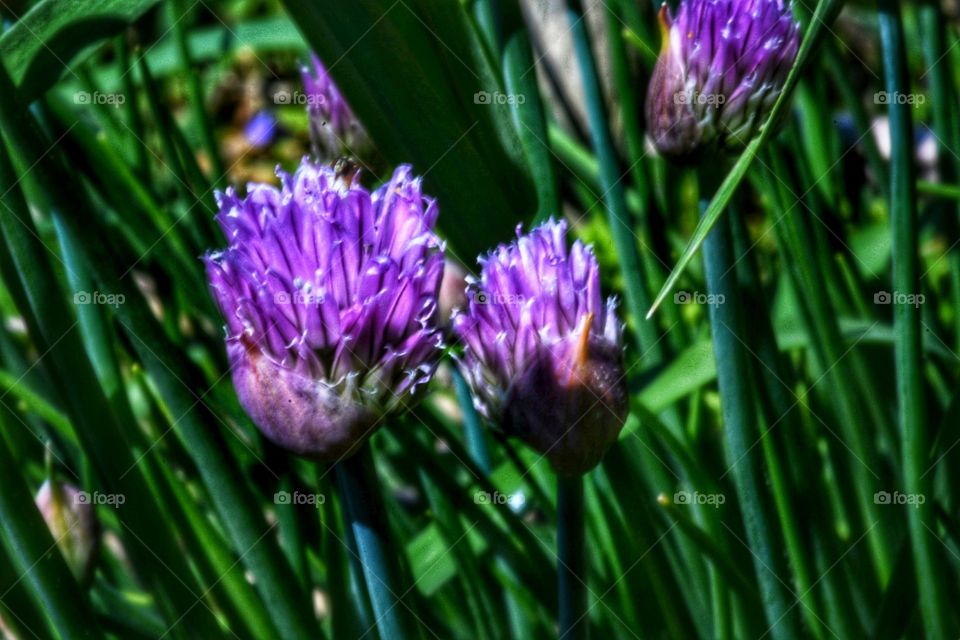 Flowering chives