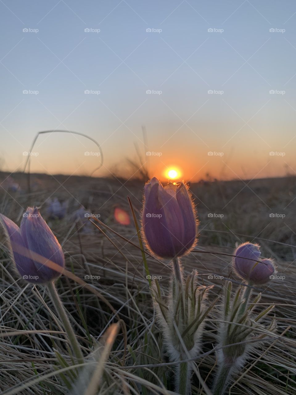 Sunset crocus 