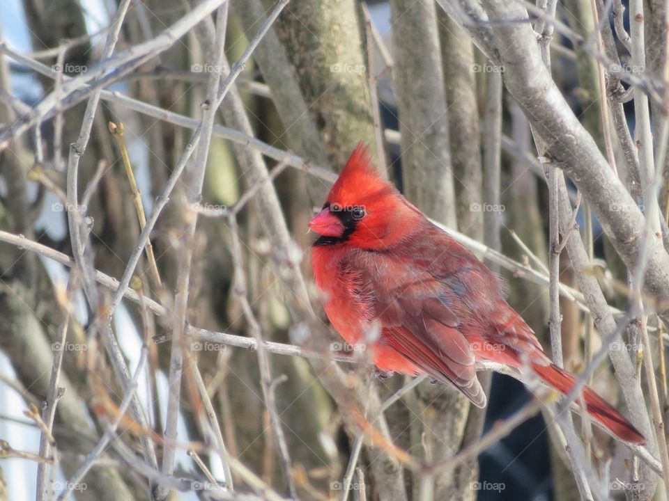 Cardinal