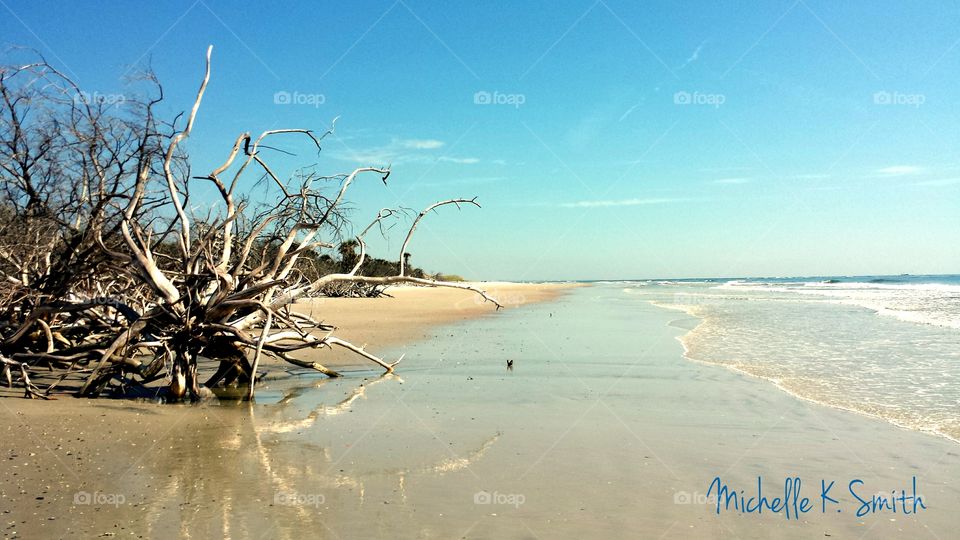 Driftwood on the Beach