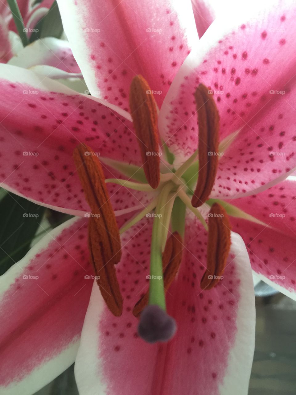 Stargazer Lily Closeup