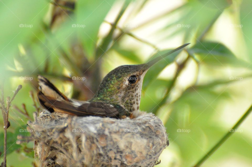 Hummingbird nesting