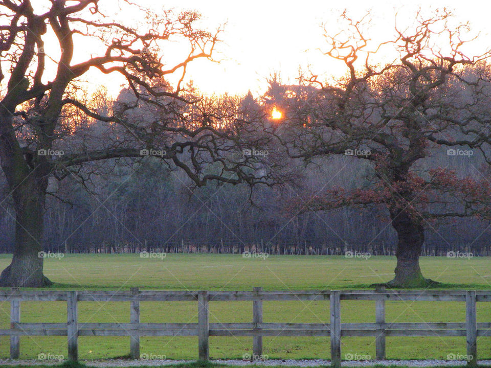 Trees in field