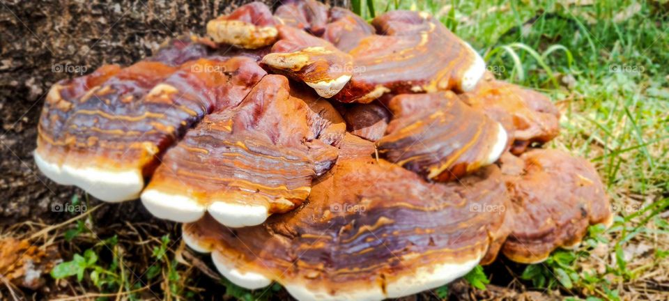 Mushroom: Lingzhi, Ganoderma lingzhi, also known as reishi, is a polypore fungus belonging to the genus Ganoderma. Its reddish-brown varnished kidney-shaped cap with bands and peripherally inserted stem gives it a distinctive fan-shaped appearance.