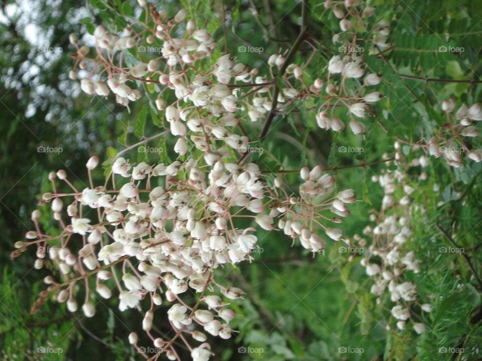 beautiful flowers for decoration