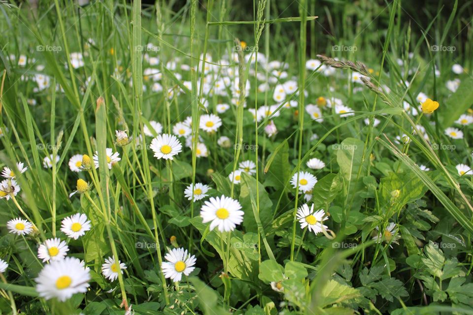 Spring, garden and chamomile 💮🌱❤