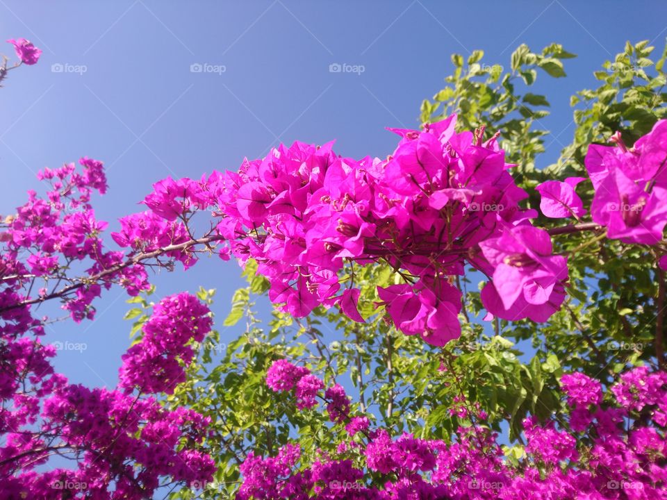Pink Flower and Blue Sky