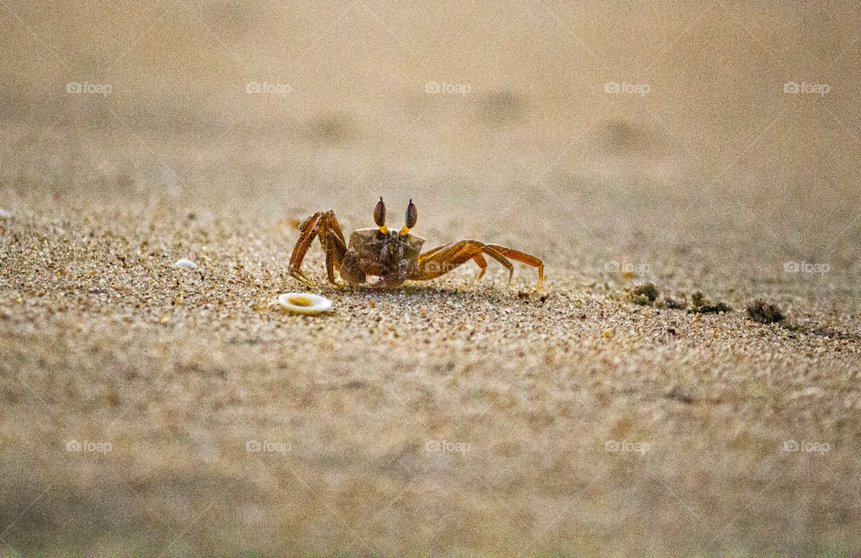 A story of sea crab who is waiting for sea wave #crab