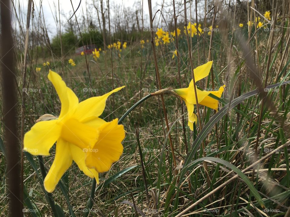 Daffodils coming out of bushes