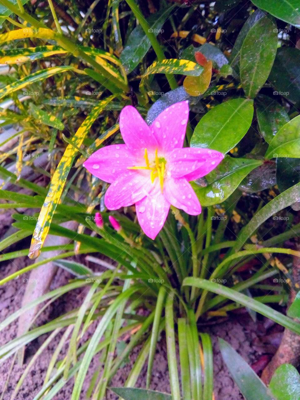 Flower After Rain.
