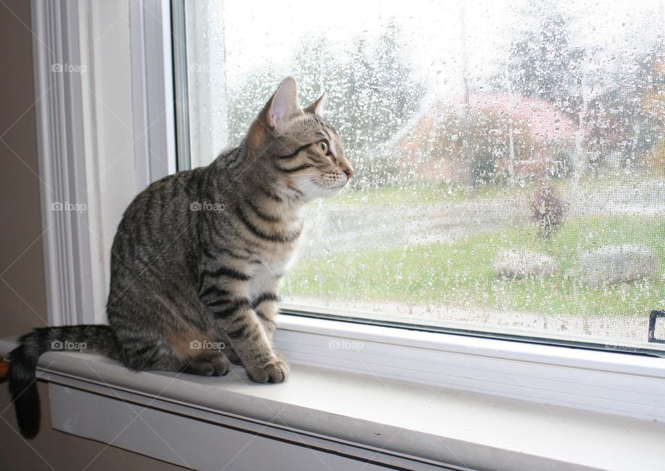 Rainy day cat