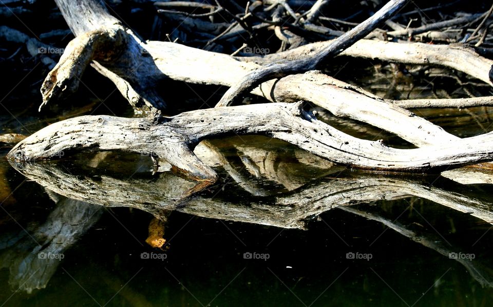 reflections of driftwood on the lake.