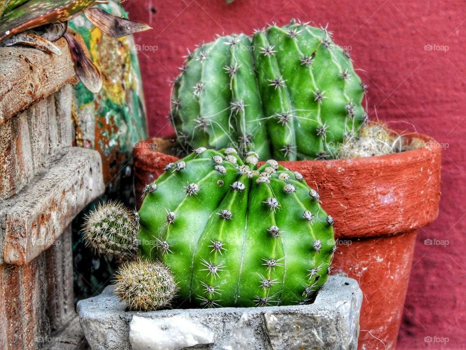 cactus