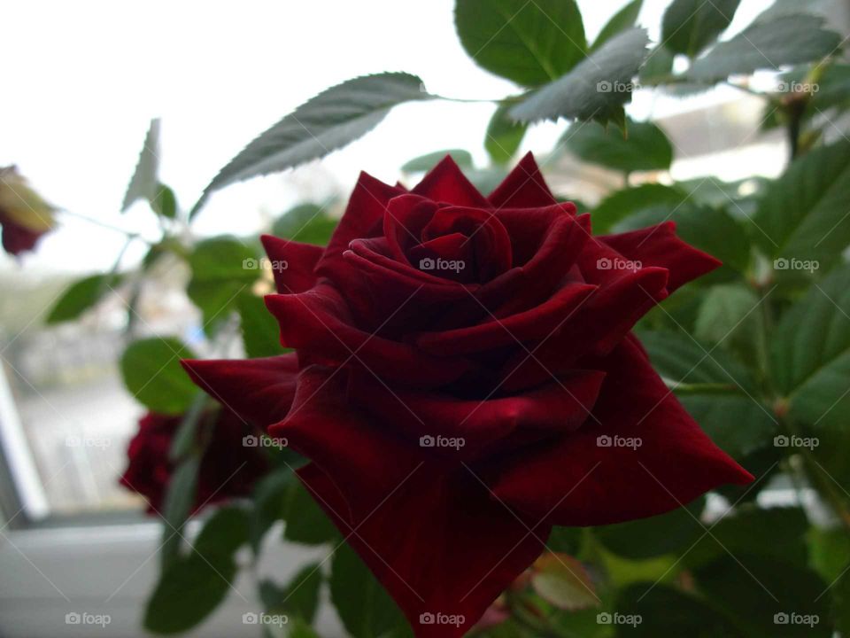 red rose