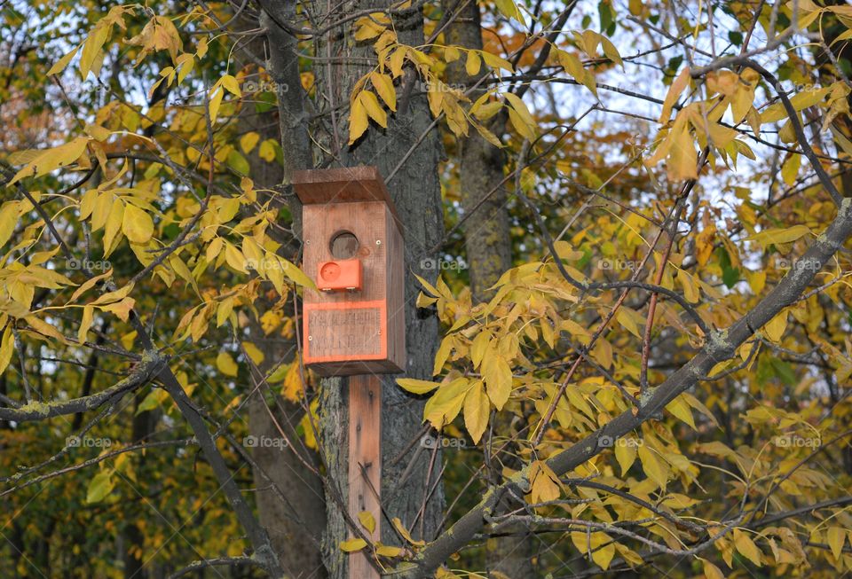 birds house on a tree autumn time