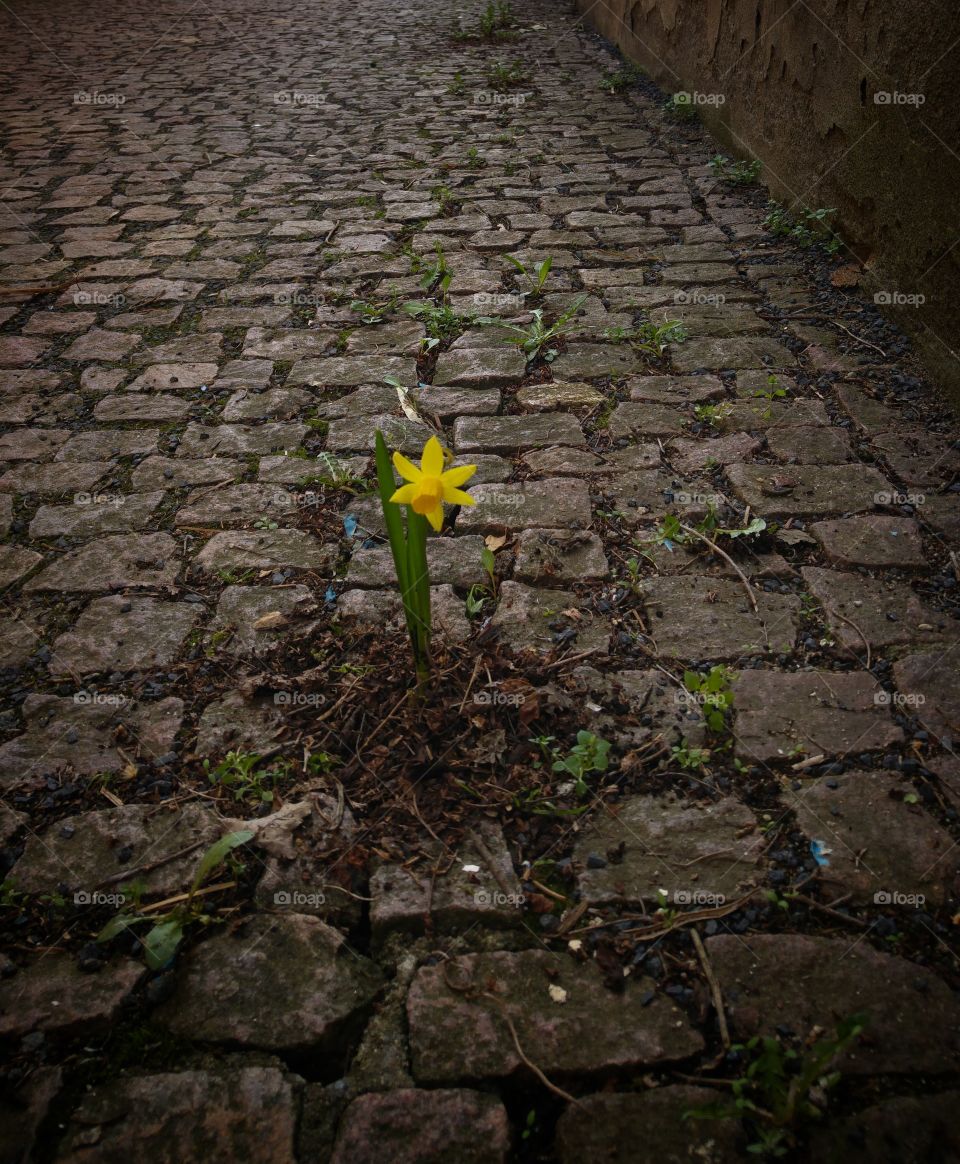 Narzisse in einer Pflasterlücke gepflanz
