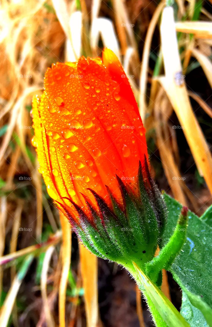 Nature's blooming bliss