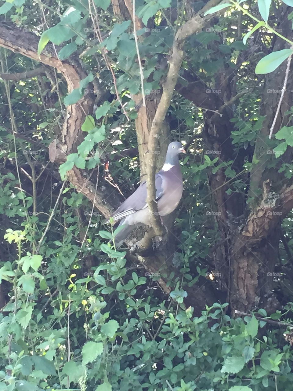Hiding out. Pigeon shielding from the sun 