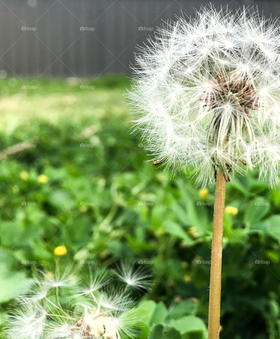 Wispy delicate tenacious and hardy single seeded dandelion against a blurred green grass background 