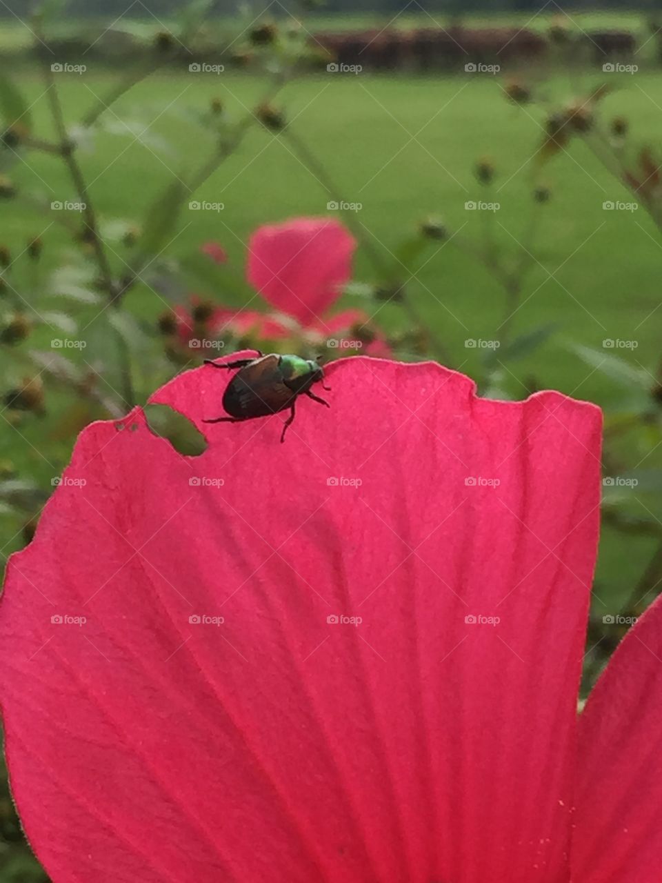 Shiny Beetle. Shiny Beetle