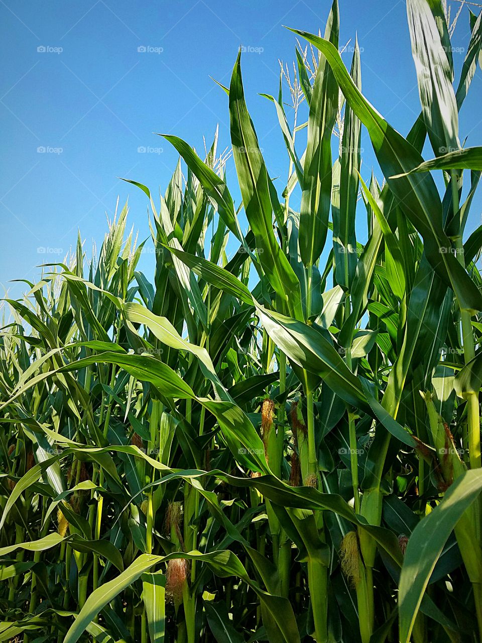 corn field with ears of corn against a blue sky
