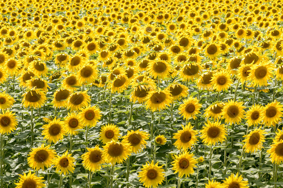 General view of a sunflower field in bloom on a sunny day.