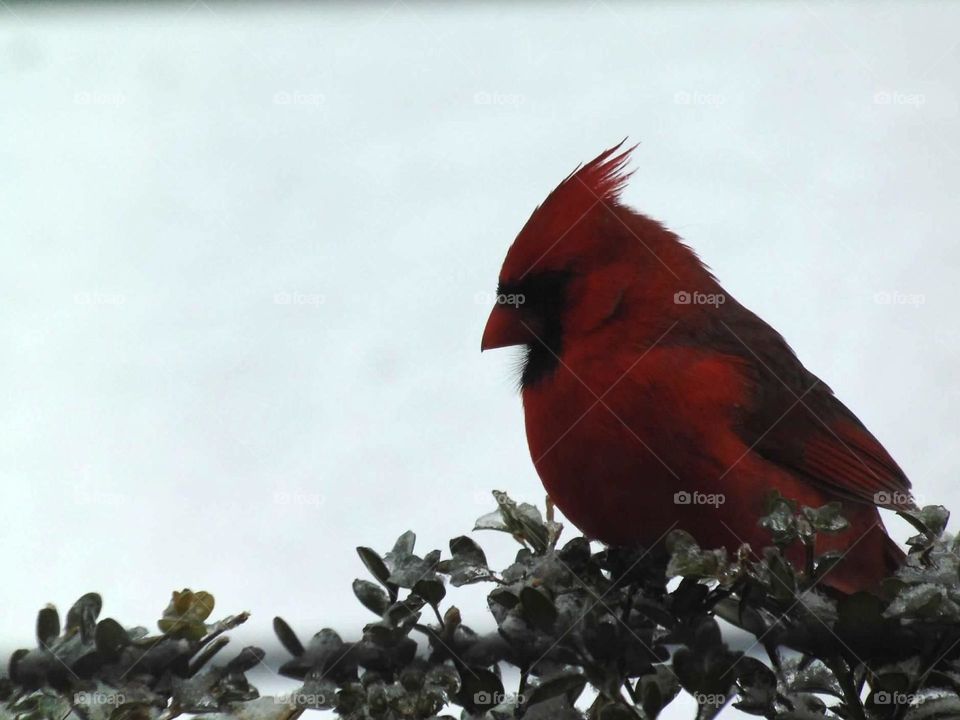 Cardinal