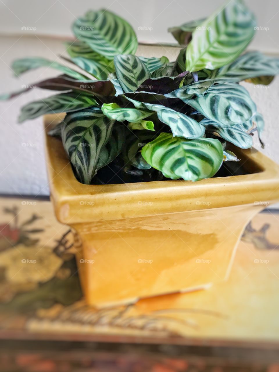 Calathea