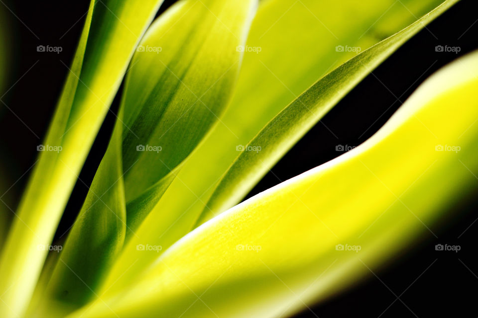 Studio shot of leaves