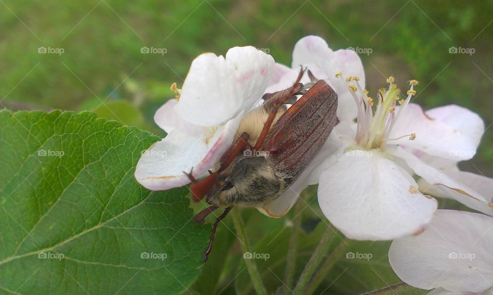 Nature, Flower, Insect, Leaf, No Person