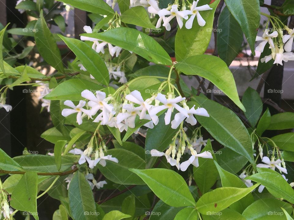 Jasmine in flower 