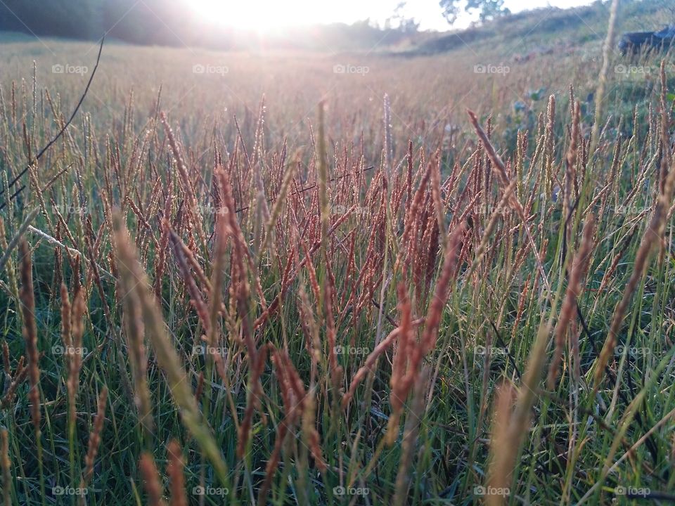 Rumput di pagi hari