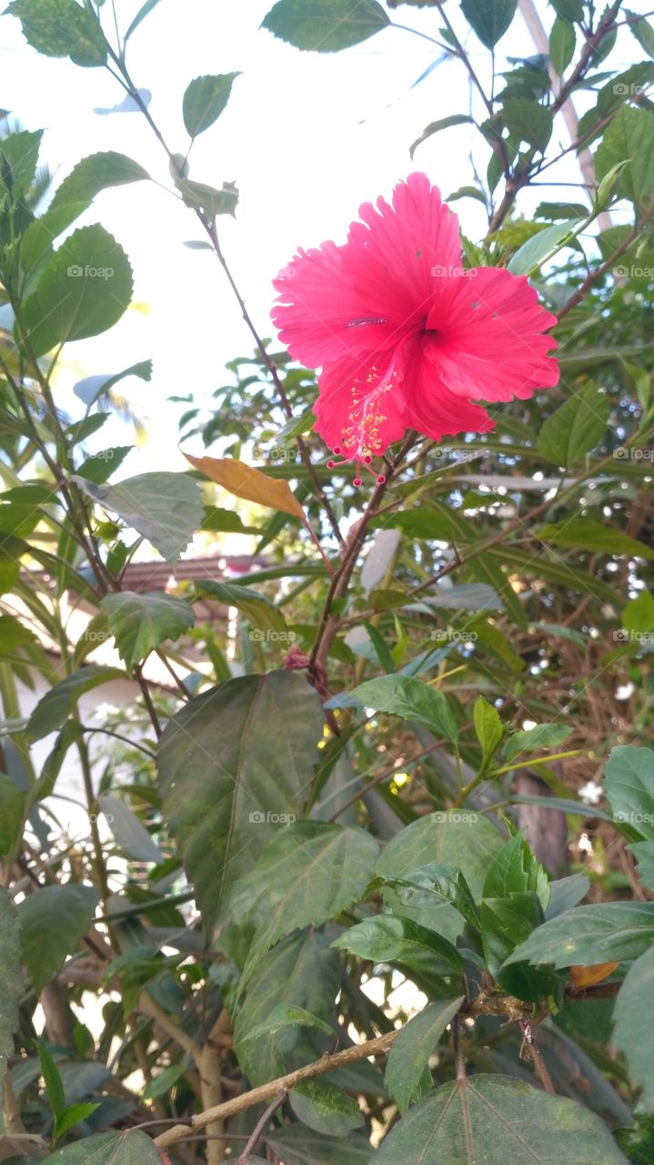 Hibiscus flower is the good attractive flower and one best medicine herbal. South Indian everyone home garden diffnitly you can see it.