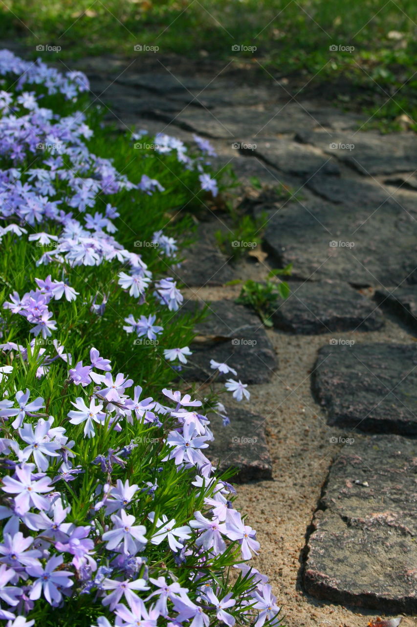 Sidewalk in Spring 