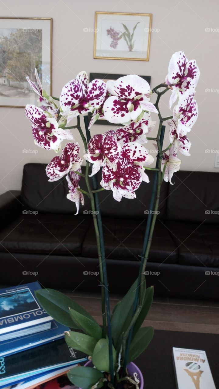 Hermosos ejemplares orquídea's