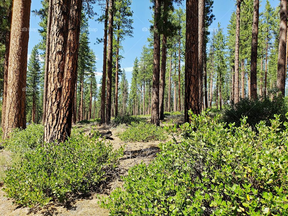 Incredible towering ponderosa pine trees above green manzanita bushes in the Deschutes National Forest in Central Oregon on beautiful sunny summer day. 