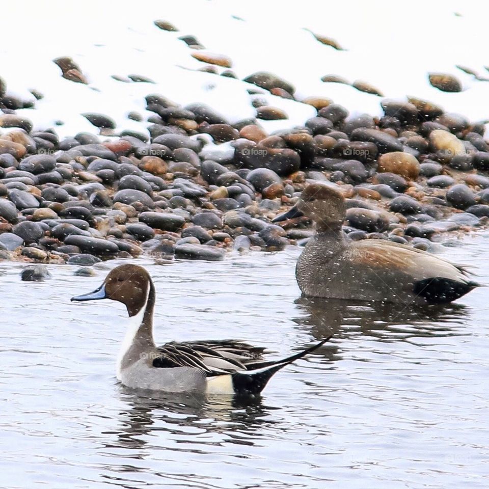 Duck, Bird, Goose, Waterfowl, Water